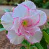 White Angel (Double Petal White Pink Desert Rose - 40)