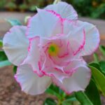 White Angel (Double Petal White Pink Desert Rose - 40)