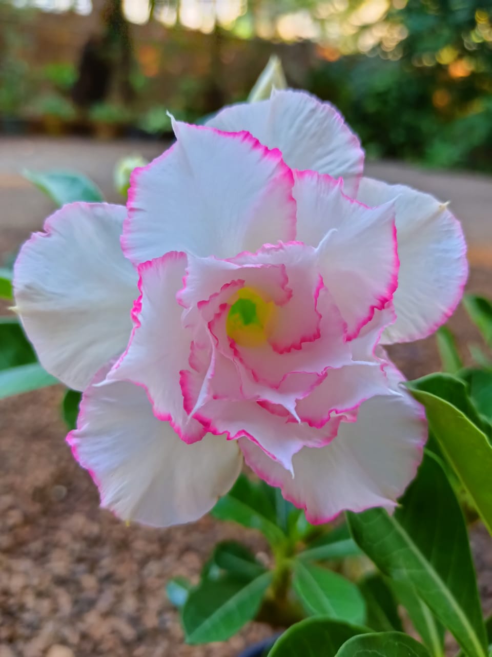 White Angel (Double Petal White Pink Desert Rose - 40)