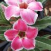 Cherry Wonder (Single Petal Pink-White Desert Rose)