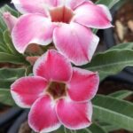Cherry Wonder (Single Petal Pink-White Desert Rose)