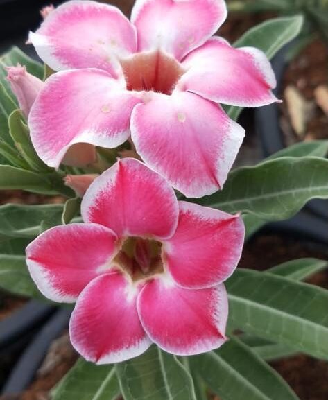 Cherry Wonder (Single Petal Pink-White Desert Rose)