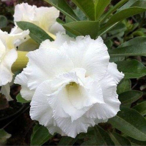 Snowy Glow (Triple Petal White Adenium - 06)