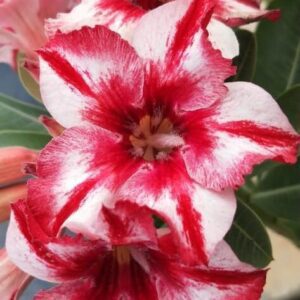 Alpenliebe (Single Petal Red White Desert Rose - 67)