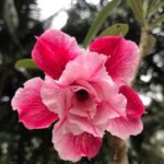 Jolly Red (Double Petal Pink Red Adenium - 33)