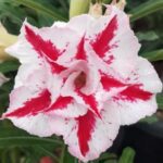 Desert Christmas (Triple Petal White-Red Desert Rose - 37)
