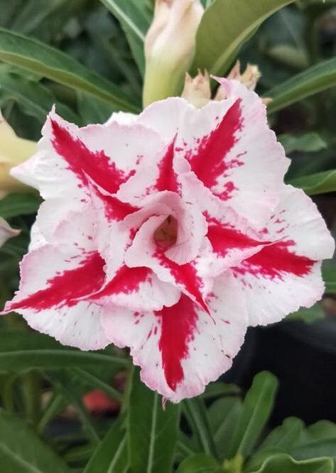 Desert Christmas (Triple Petal White-Red Desert Rose - 37)