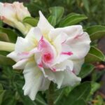 White Elegance (Triple Petal White-Rose Adenium - 13)