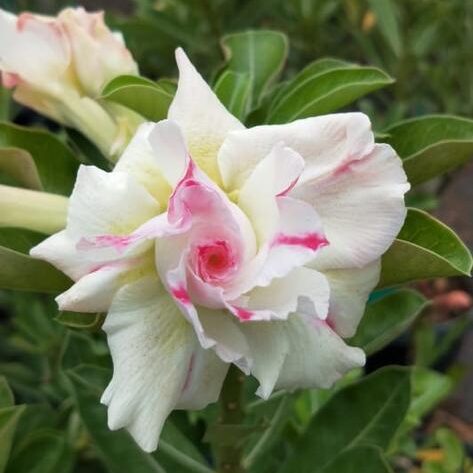 White Elegance (Triple Petal White-Rose Adenium - 13)