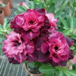 Velvet Majesty (Triple Petal Purple Desert Rose -55)