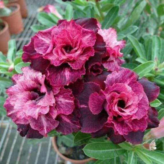 Velvet Majesty (Triple Petal Purple Desert Rose -55)