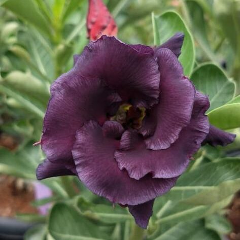 Shadow Whisper (Double Petal Dark Purple Desert Rose - 19)