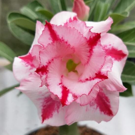 Jingle Bells (Triple Petal White-Red Adenium)