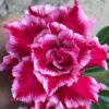 Berry Red (Triple Petal Red-White Adenium - 15)