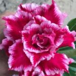 Berry Red (Triple Petal Red-White Adenium - 15)
