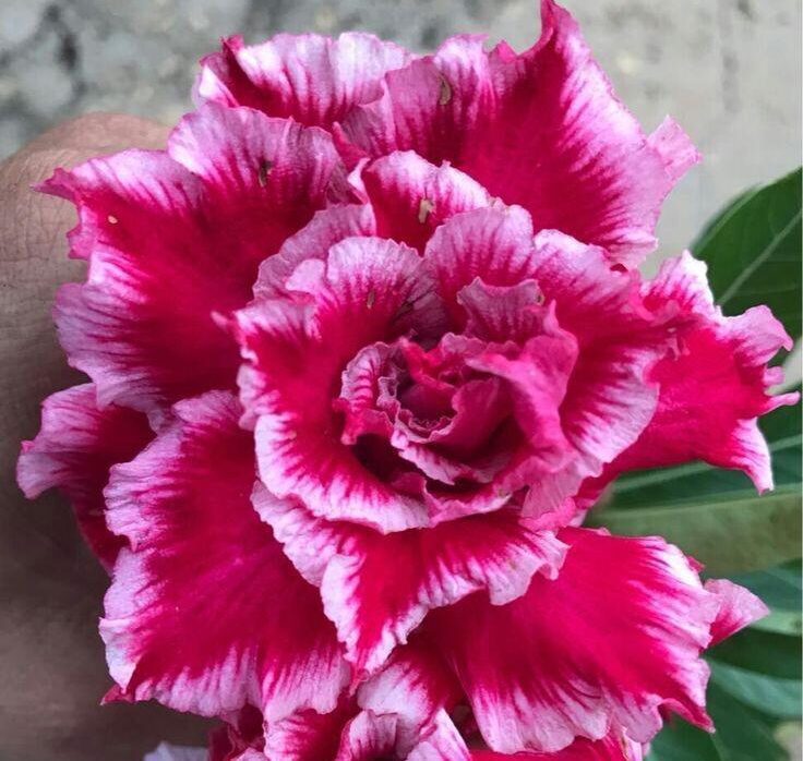 Berry Red (Triple Petal Red-White Adenium - 15)