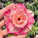 Coral Whisper (Double Petal Multi Color Desert Rose - 61)