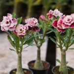 Pick Your Desert Rose (2-PLANT) Combo