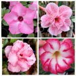 Pink Mania Adenium (4xPlant) Combo - ₹290/Adenium*