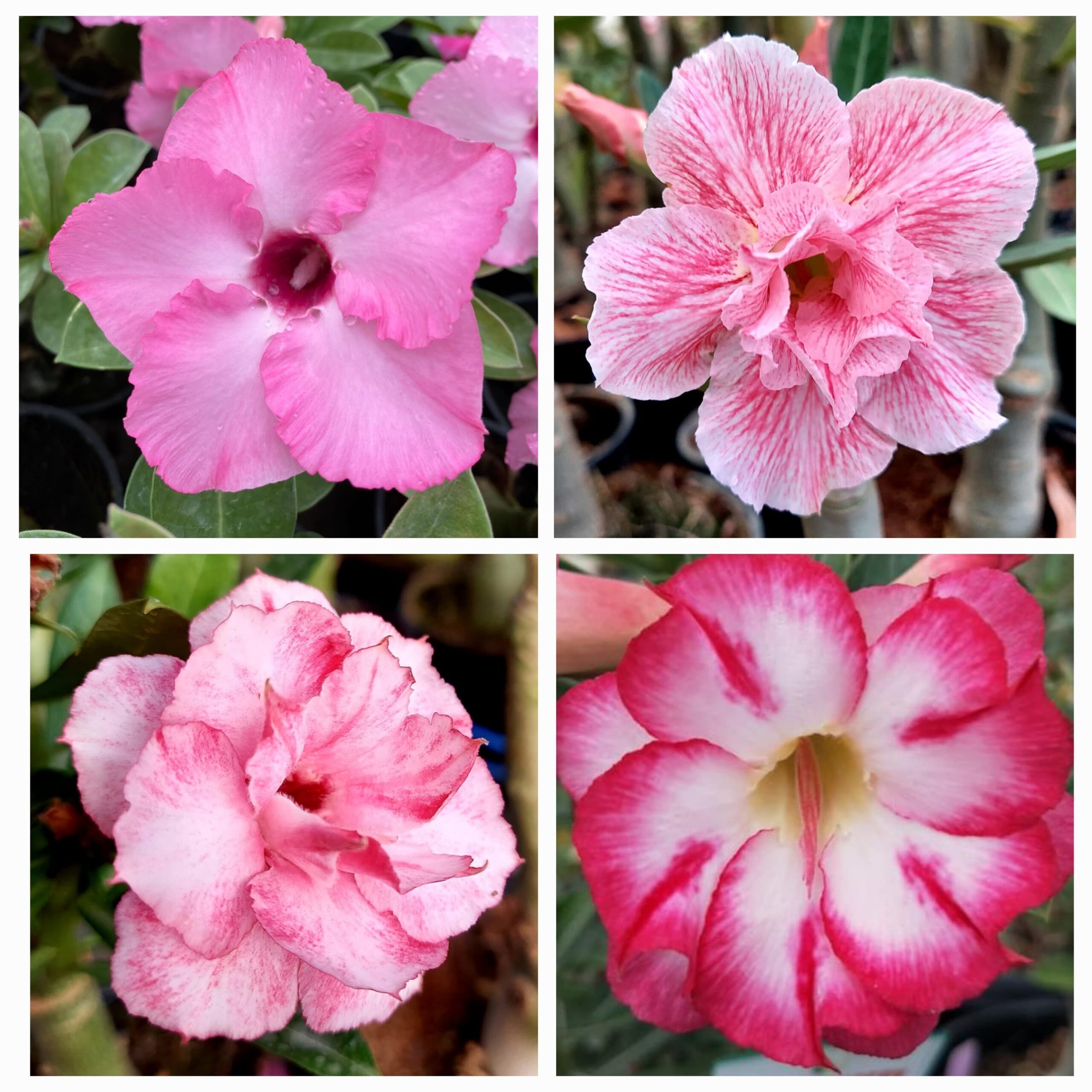 Pink Mania Adenium (4xPlant) Combo - ₹290/Adenium*