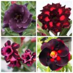 Midnight Dream Adenium (4xPLANT) Combo - ₹290/Adenium*