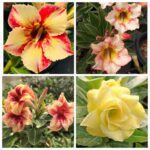 Golden Yellow Adenium (4xPlant) Combo - ₹290/Adenium*