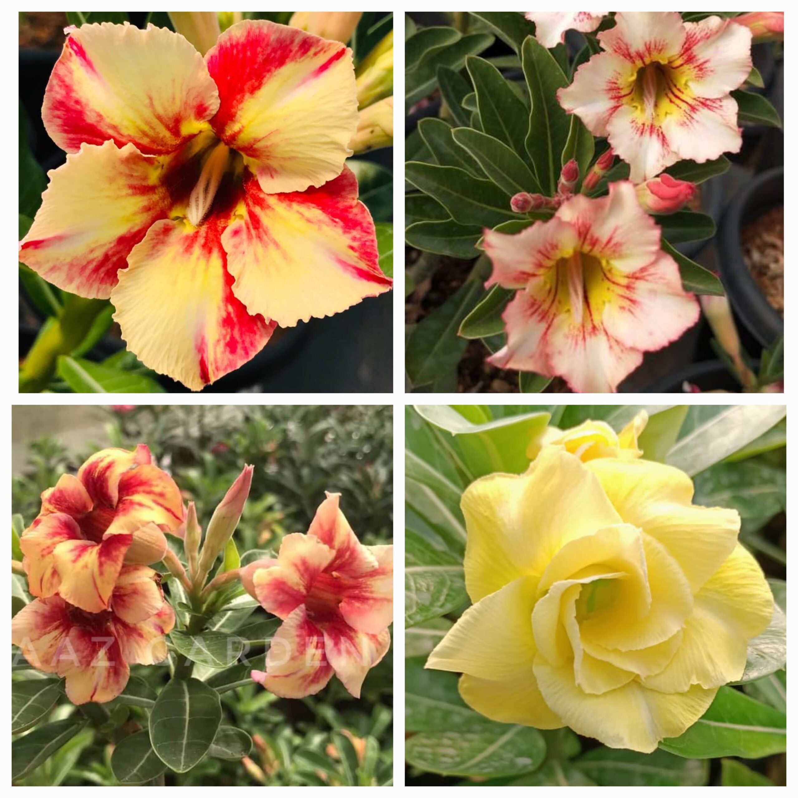 Golden Yellow Adenium (4xPlant) Combo - ₹290/Adenium*