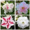 Celestial White Adenium  (4xPlant) Combo - ₹290/Adenium*