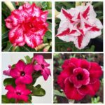 Blazing Red Adenium (4xPlant) Combo - ₹290/Adenium*