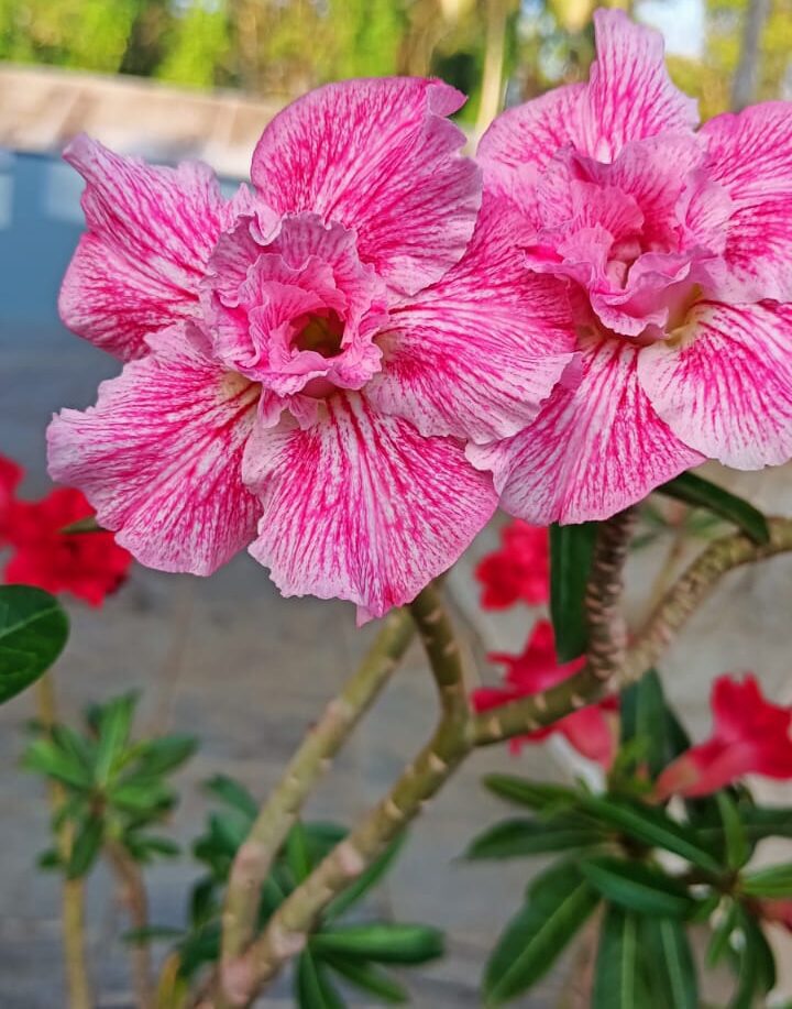Pink Splash (Double Petal Pink Veined Adenium) - Image 2