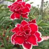 Spicy Red (Triple Petal Red-White Adenium - 27)