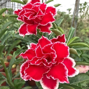 Spicy Red (Triple Petal Red-White Adenium - 27)