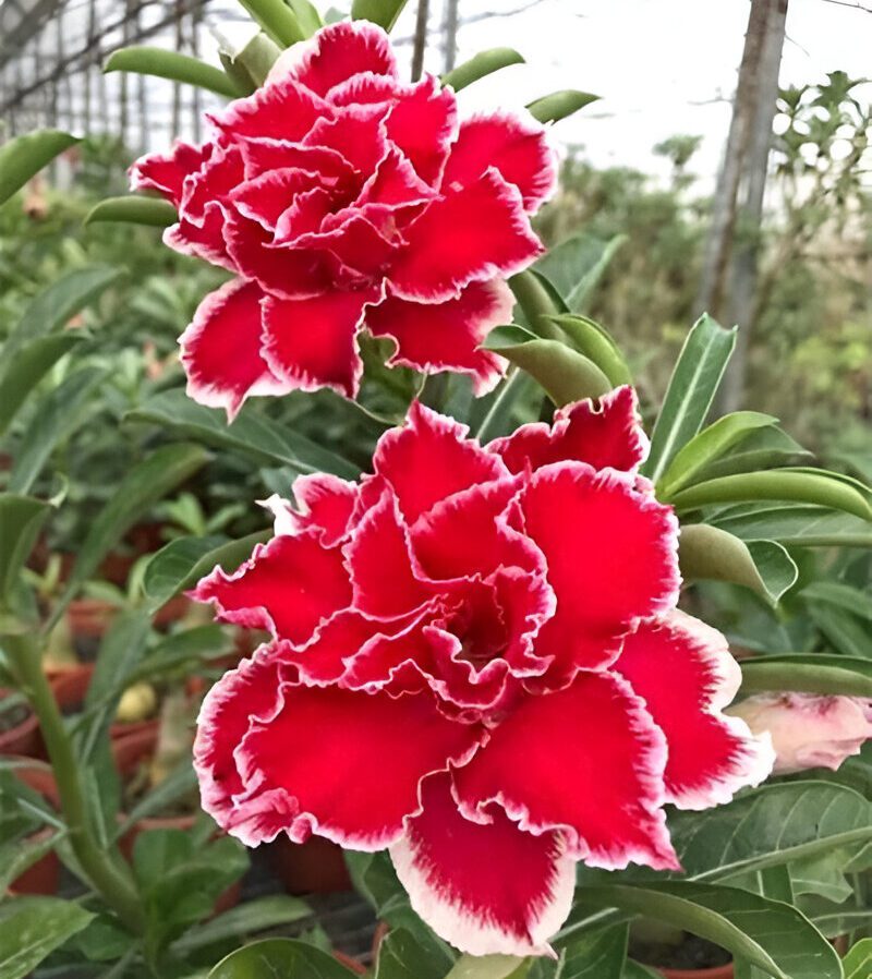 Spicy Red (Triple Petal Red-White Adenium - 27)