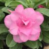 Pink Dream (Triple Petal Pink Adenium - 46)