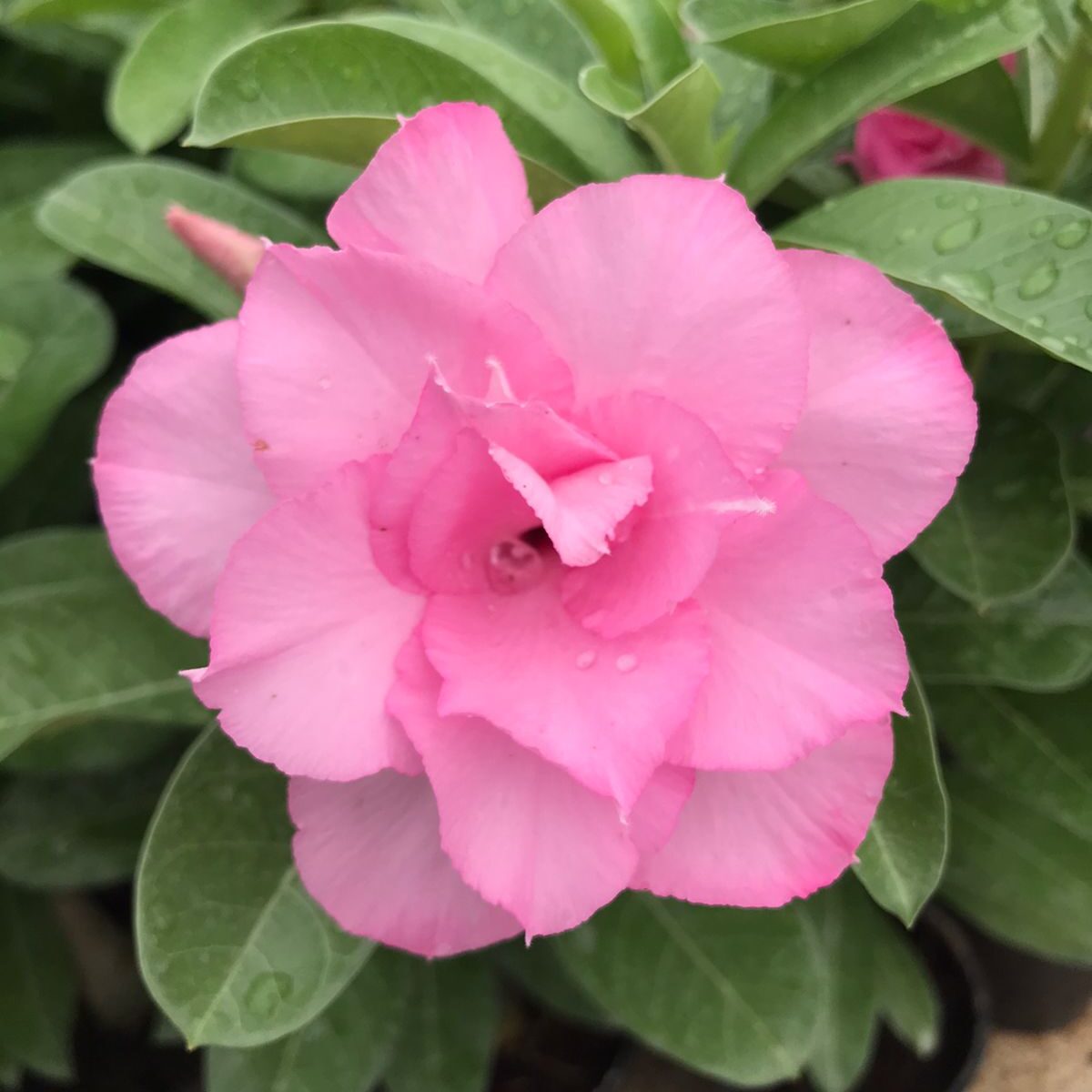 Pink Dream (Triple Petal Pink Adenium - 46)