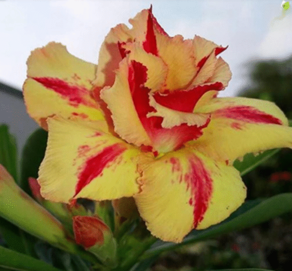Sunset Flame (Double Petal Yellow-Red Adenium - 43)