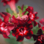 Dark Ruby (Single Petal Deep-Red Adenium - 45)