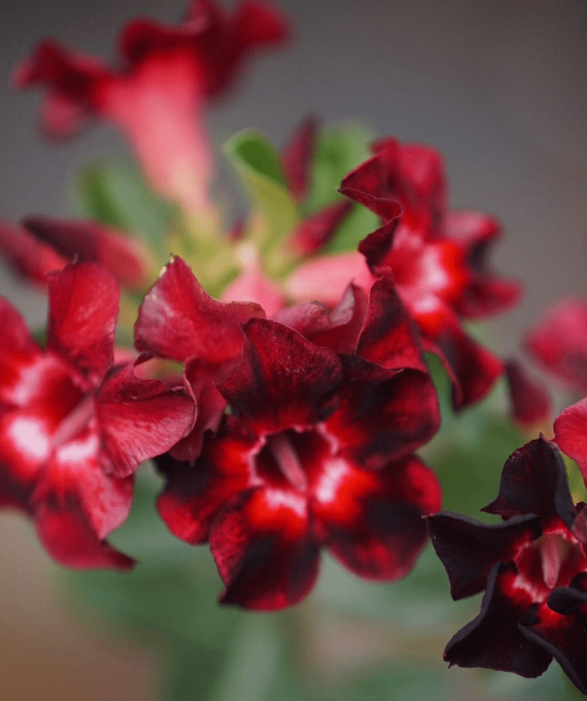 Dark Ruby (Single Petal Deep-Red Adenium - 45)