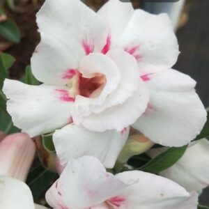 Ivory Petal (Double Petal White Desert Rose - 31)