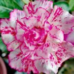 Pink Marble (Triple Petal Pink-White Grafted Adenium - 50)