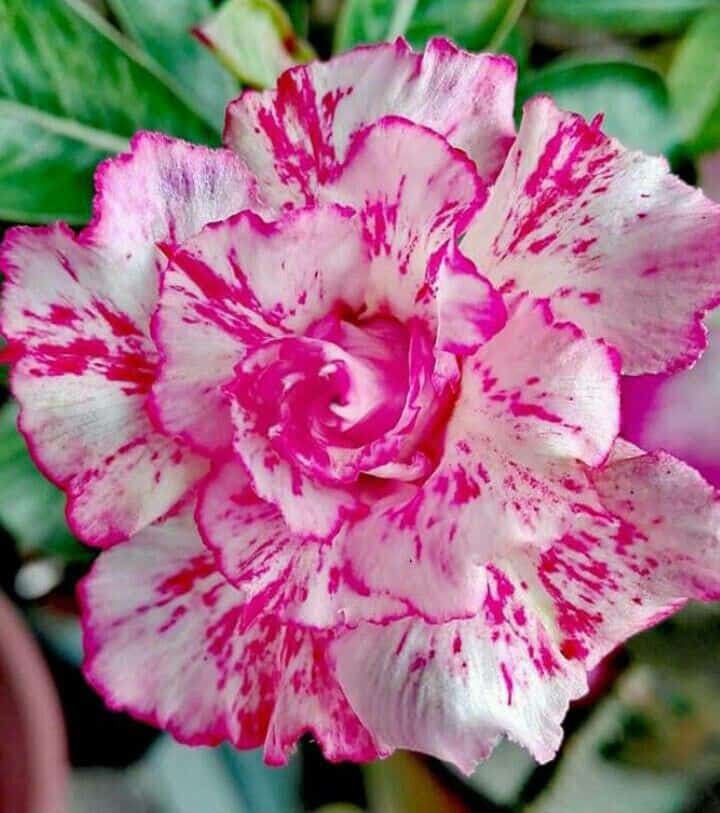 Pink Marble (Triple Petal Pink-White Grafted Adenium - 50)