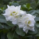 White Beauty (Triple Petal White Desert Rose - 06)