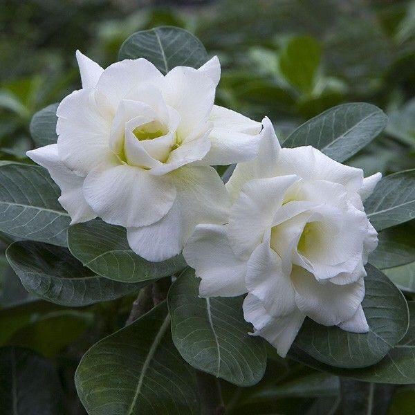White Beauty (Triple Petal White Desert Rose - 06)