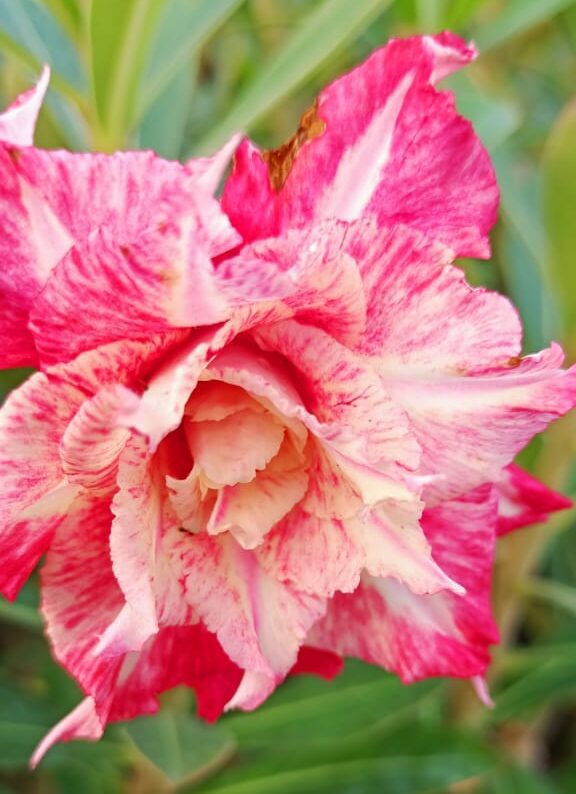 Coral Whisper (Double Petal Multi Color Desert Rose - 61) - Image 2
