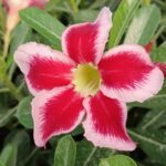 Red Celebration (Single Petal Red-White Adenium - 10)