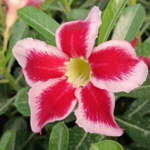 Red Celebration (Single Petal Red-White Adenium - 10)