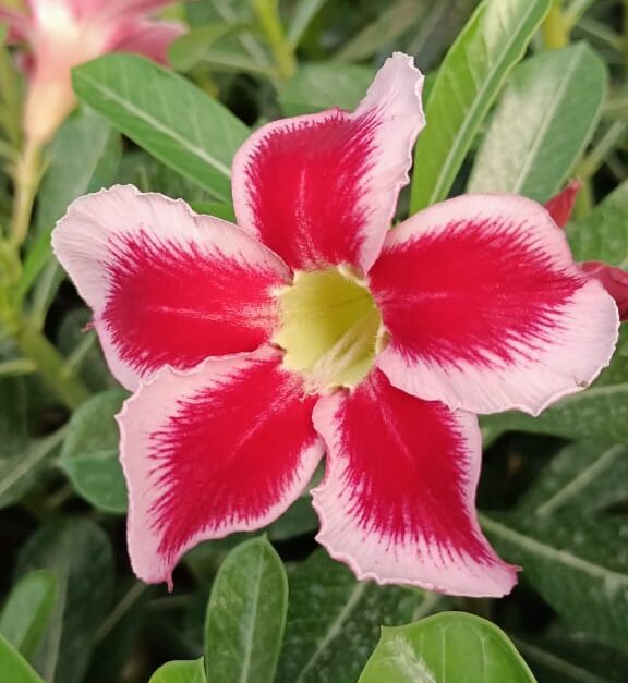 Red Celebration (Single Petal Red-White Adenium - 10)