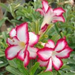 Pink Oasis (Single Petal White-Red Adenium - 26)
