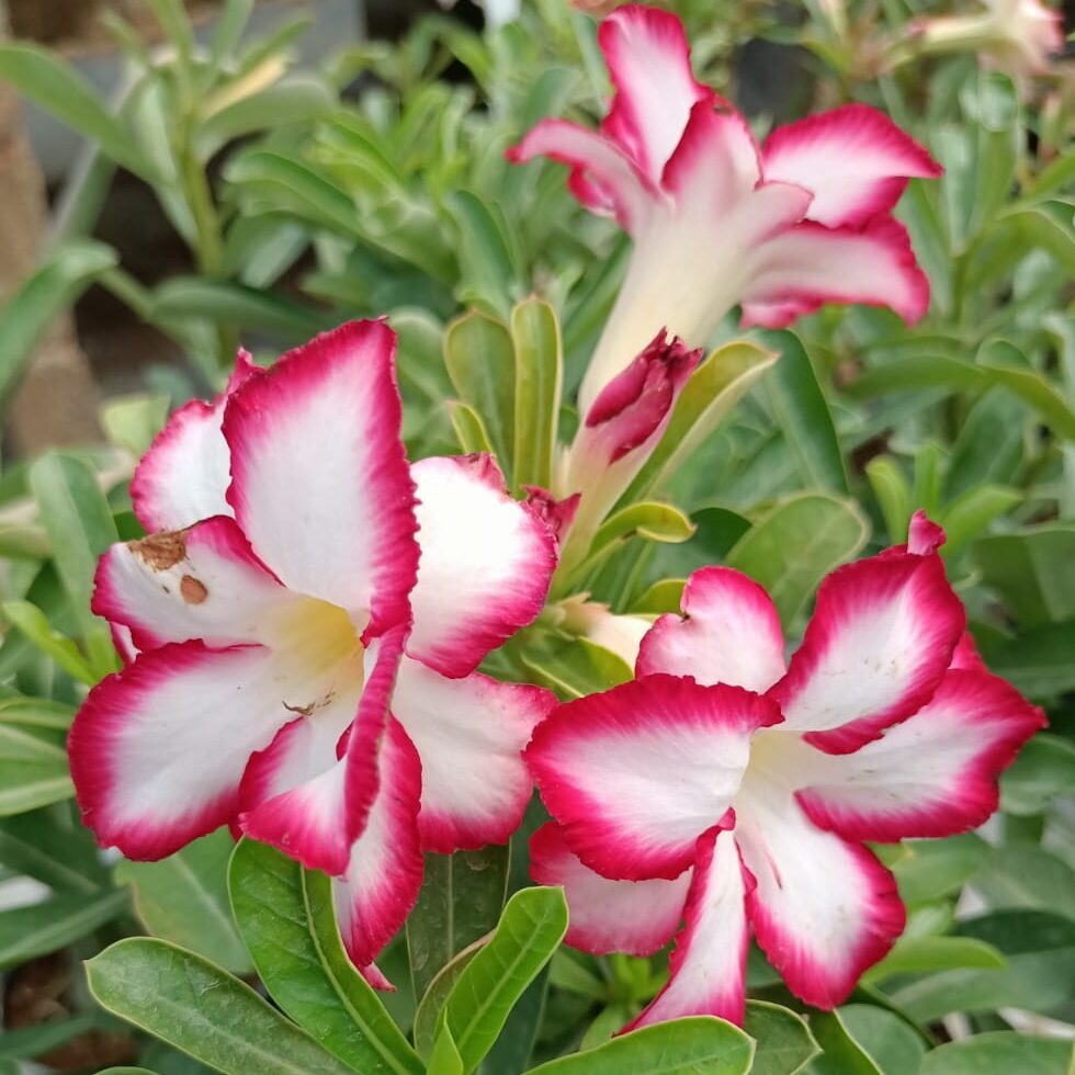 Pink Oasis (Single Petal White-Red Adenium - 26)