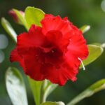 Glorious Red (Double Petal Red Adenium - 39)